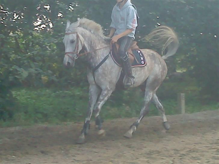 Anden særlig race Aladin *tidl lånepony. billede 4