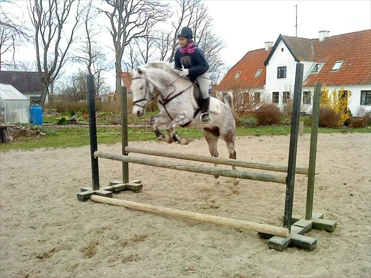 Anden særlig race Aladin *tidl lånepony. - Nina und Aladin :D mesterfotograf: MIG !  billede 5