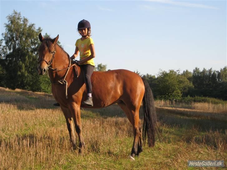 Anden særlig race Zarahby  - ude i marken og skridte. foto: tillo billede 2