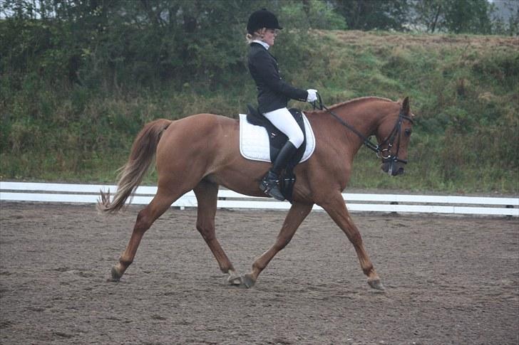 Hollandsk Sportspony Killroy - dressur i vestbirk LC2 66,36% - september 2010 billede 16