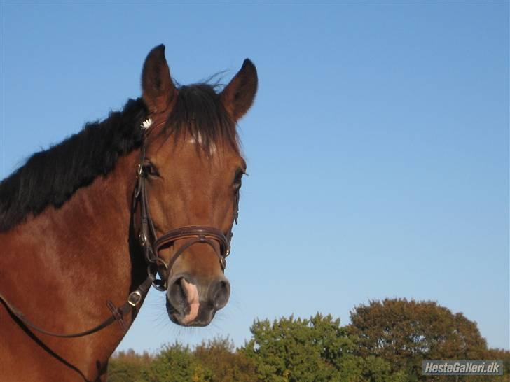 Anden særlig race Zarahby  - flotte!!! foto: tillo billede 3