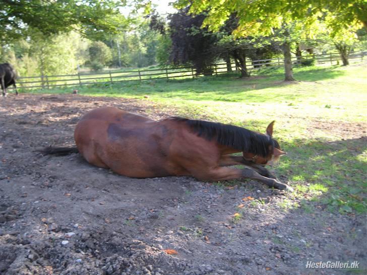 Anden særlig race Zarahby  - rulle, rulle, rulle... foto: mig billede 5