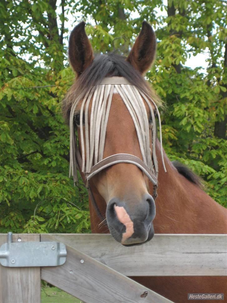 Anden særlig race Zarahby  - se hvor pæn hun er! foto: mig billede 6