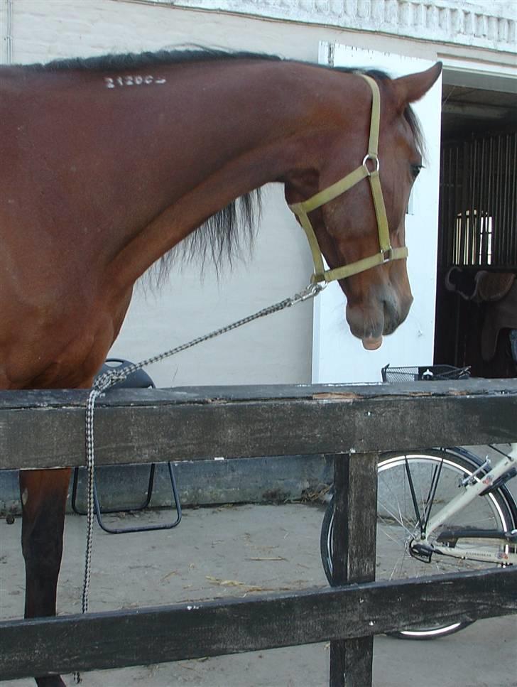 Traver Columba (Solgt)  - Columba der rækker tunge :) ELSKER DET BILLEDE !  billede 1