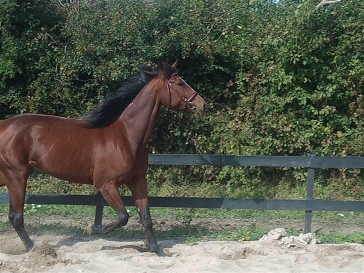 Traver Columba (Solgt)  - Damen der motionere sig selv ! :)  billede 2