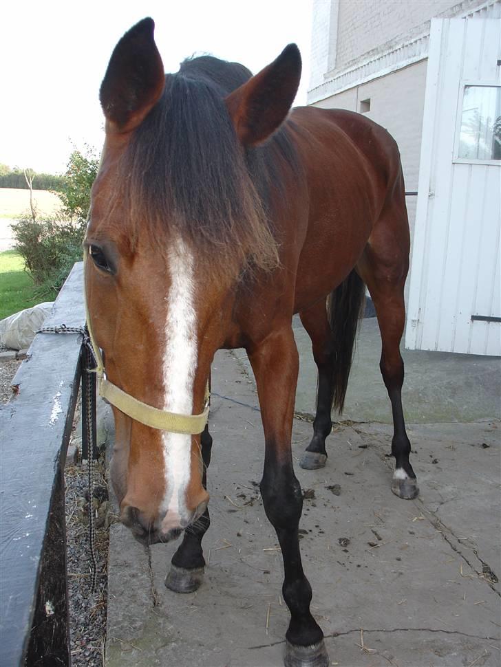 Traver Columba (Solgt)  - Tja :)  billede 3