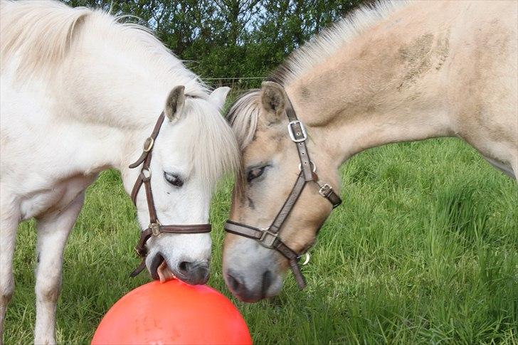 Welsh Mountain (sec A) Charlie star BEST FRIENDS - 3) uhh sååå sød!! <3 Charlie forhelvede jeg elsker dig over heel mit hjerte fortryder dig ALDRIG!!  billede 2