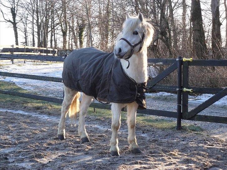 Welsh Mountain (sec A) Charlie star BEST FRIENDS - 4) fold - Taget af mig billede 3