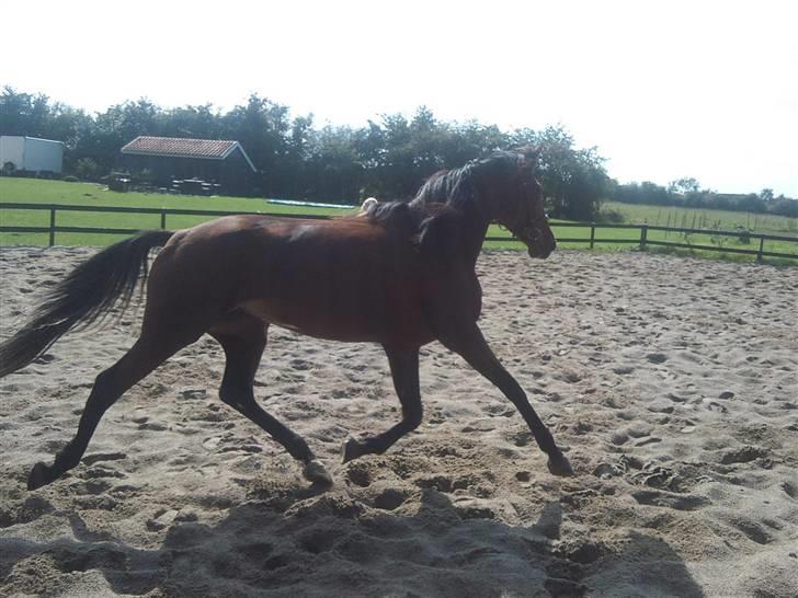 Traver Columba (Solgt)  - En fri , flyvende trav :D  billede 4