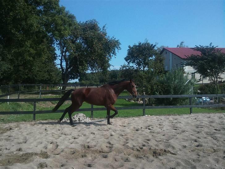 Traver Columba (Solgt)  - Løs på ridebanen :)  billede 5