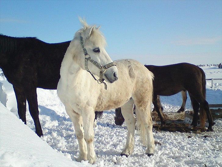 Welsh Mountain (sec A) Charlie star BEST FRIENDS - 8) taget af mig billede 7