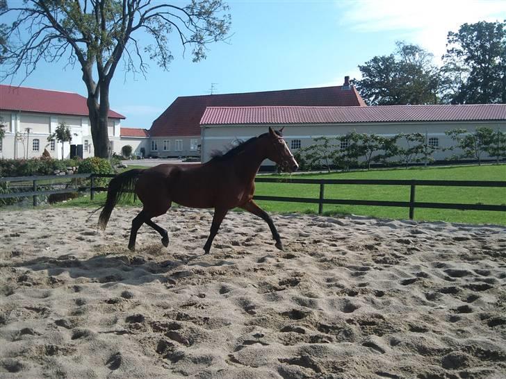 Traver Columba (Solgt)  - Løs på ridebanen :)  billede 6
