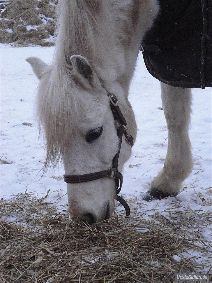 Welsh Mountain (sec A) Charlie star BEST FRIENDS - 9)  taget af mig billede 8