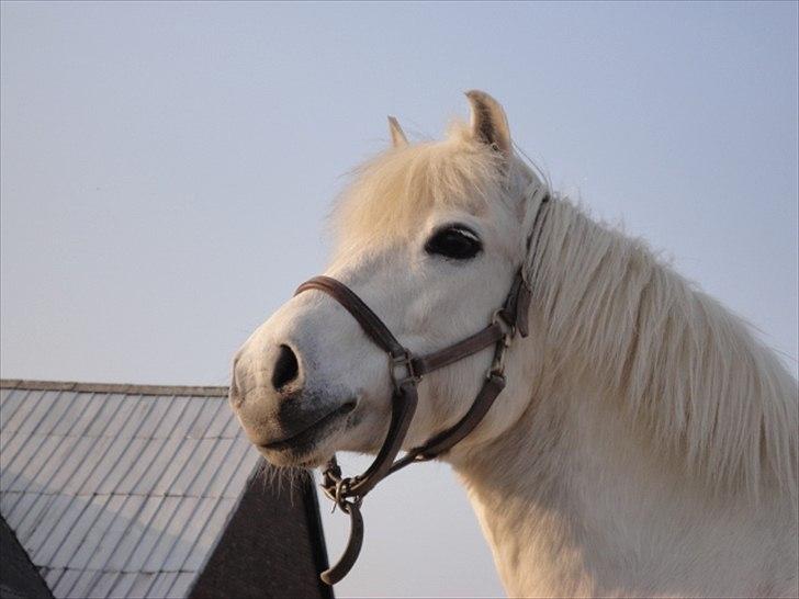 Welsh Mountain (sec A) Charlie star BEST FRIENDS - 11) Taget af mig billede 10