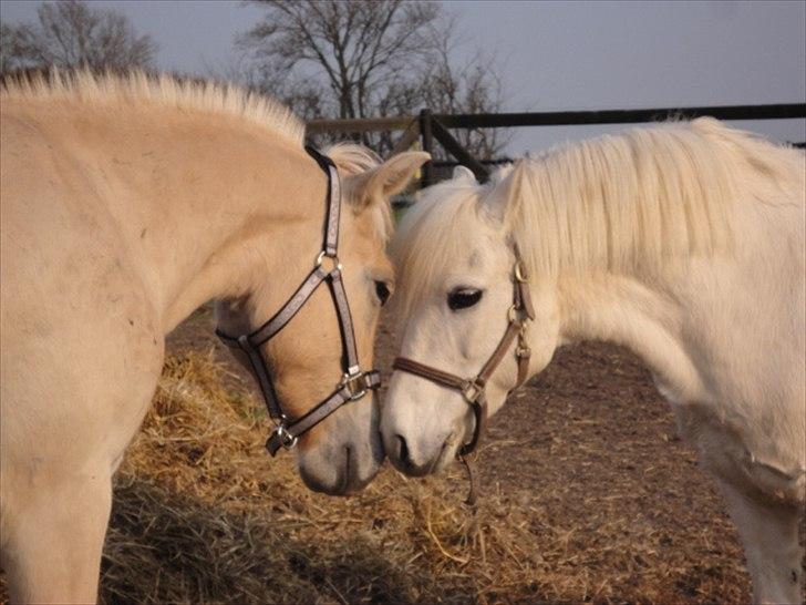 Welsh Mountain (sec A) Charlie star BEST FRIENDS - 12) Taget af Magnus billede 11