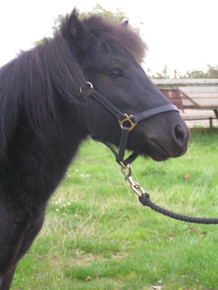 Shetlænder Mustang - Masser af pleje.... billede 2