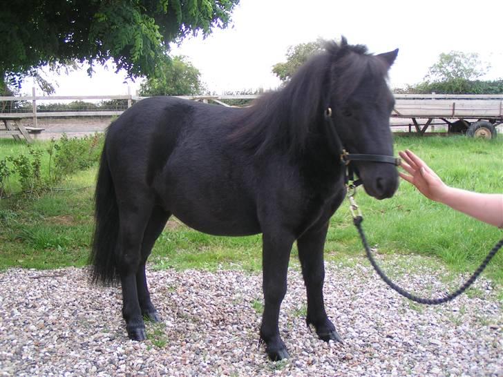 Shetlænder Mustang - ...Og ordenlig fodring. billede 3
