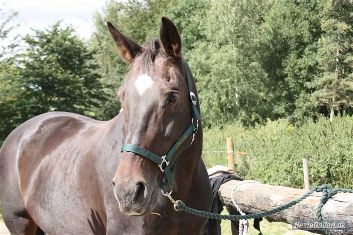 Oldenborg Jasmin (Død) billede 3