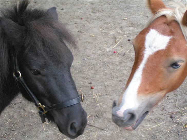 Shetlænder Mustang - Mustang og en af hans foldkammerater. billede 4