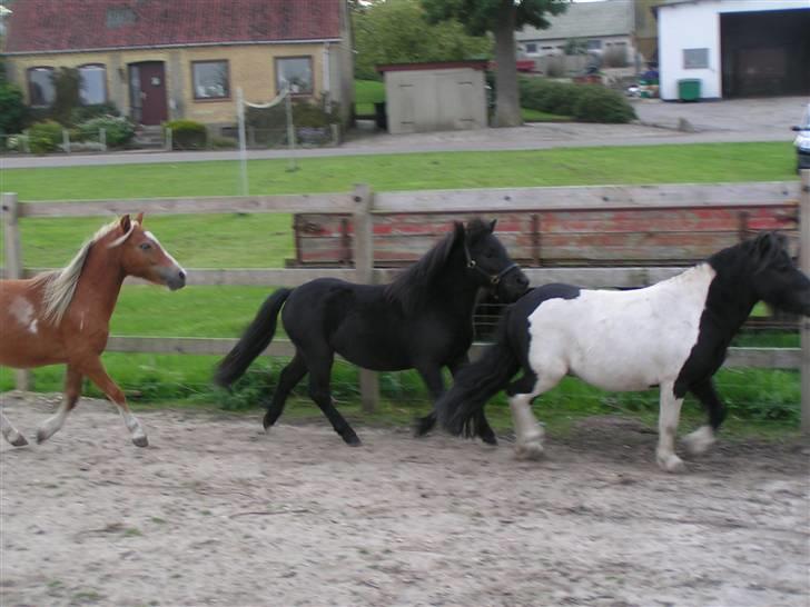 Shetlænder Mustang - Mustang og hans små venner. billede 5