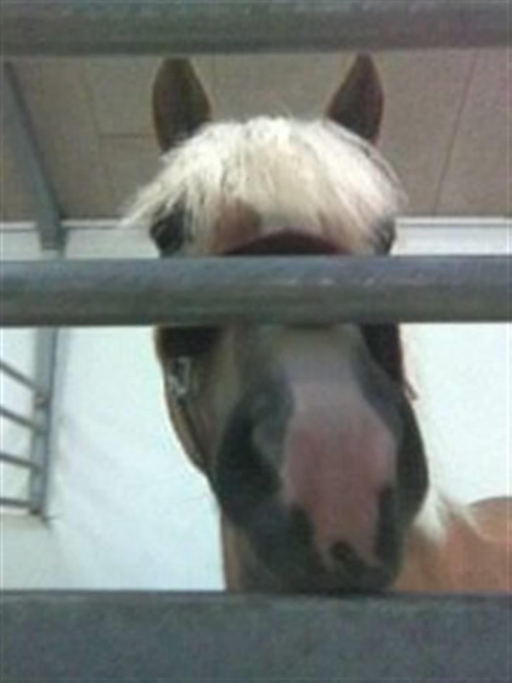 Haflinger Betti SOLGT! - Uhh.. hvad laver den piger dog med kameraet<33! billede 5