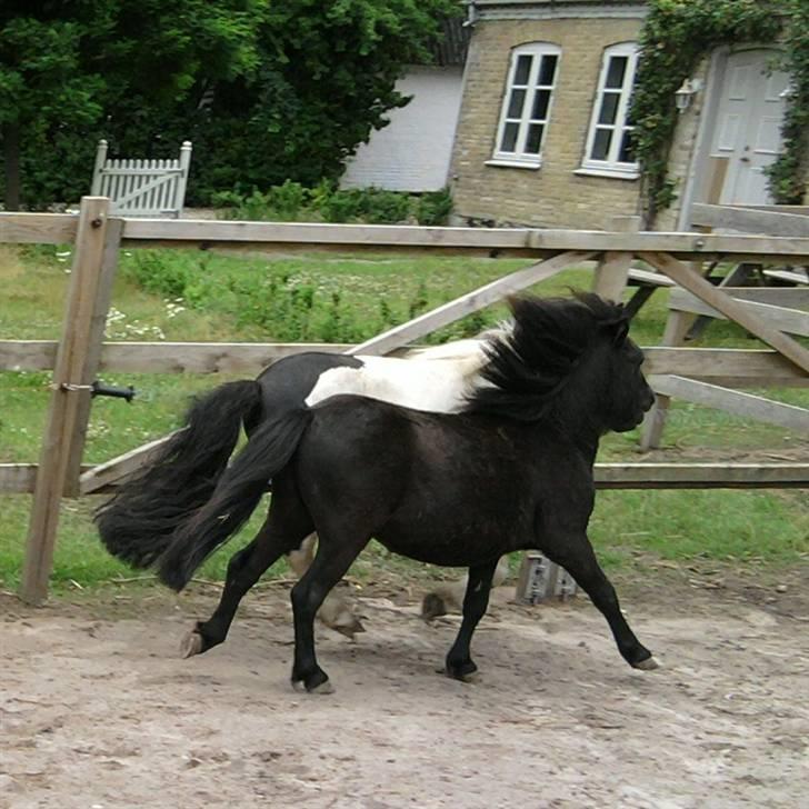 Shetlænder Mustang - Mustang i fuld firspring. billede 6