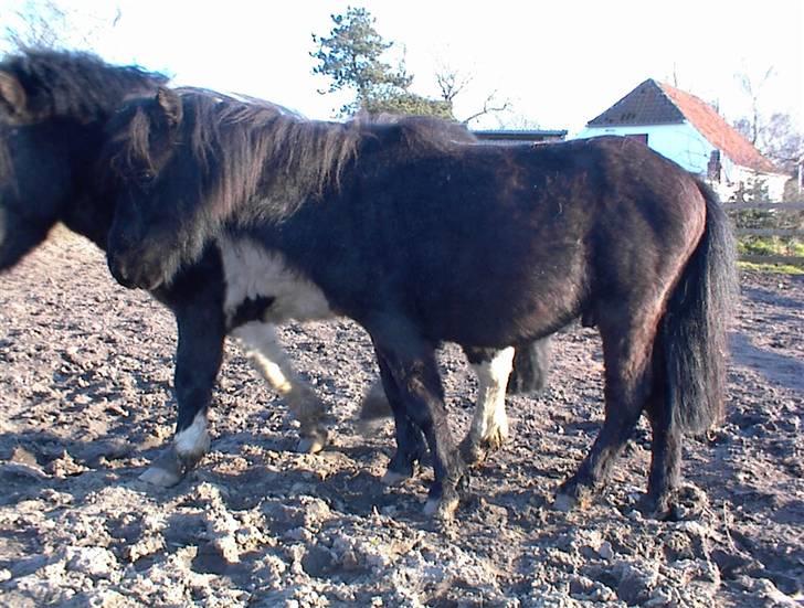 Shetlænder Mustang - Her har jeg kun haft ham i nogle dage. billede 7