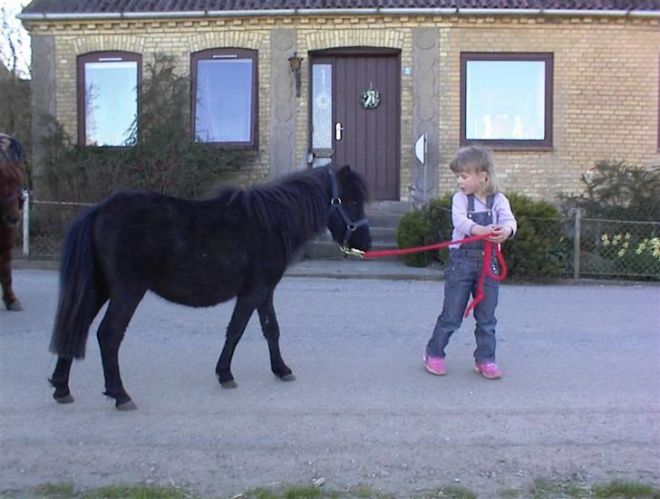Shetlænder Mustang - Sød og rolig... :-) billede 8
