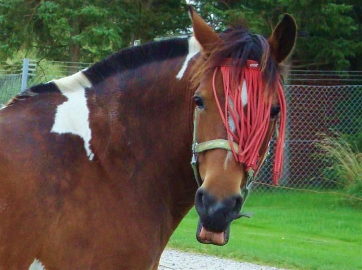 Pinto Josie - så intelligent, hun da kan se ud :P billede 20