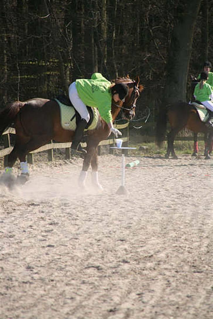 DSP Rob Roy - Pony games Hjemmebane billede 7