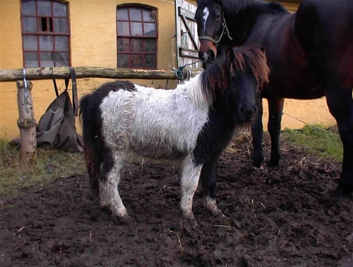 Shetlænder Rex - Her er han kun 10 måneder. billede 4