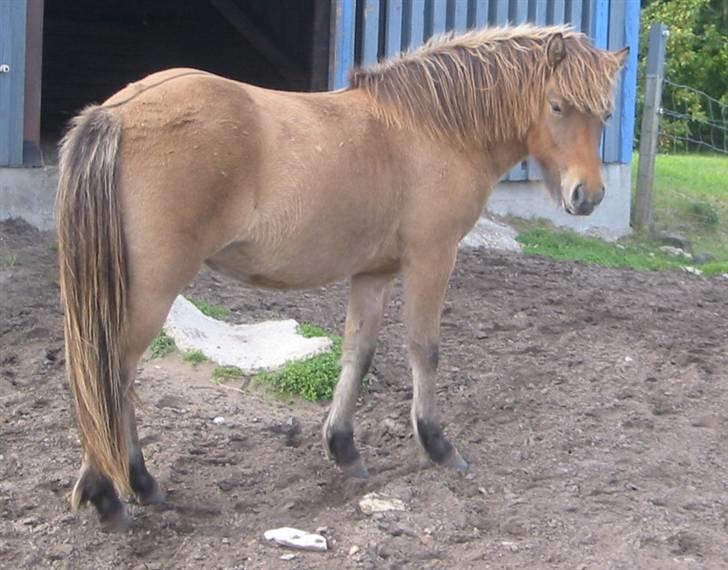 Islænder Visna - SOLGT - Velkommen til min profil - her står jeg lige og slapper lidt af foran stalden. billede 1