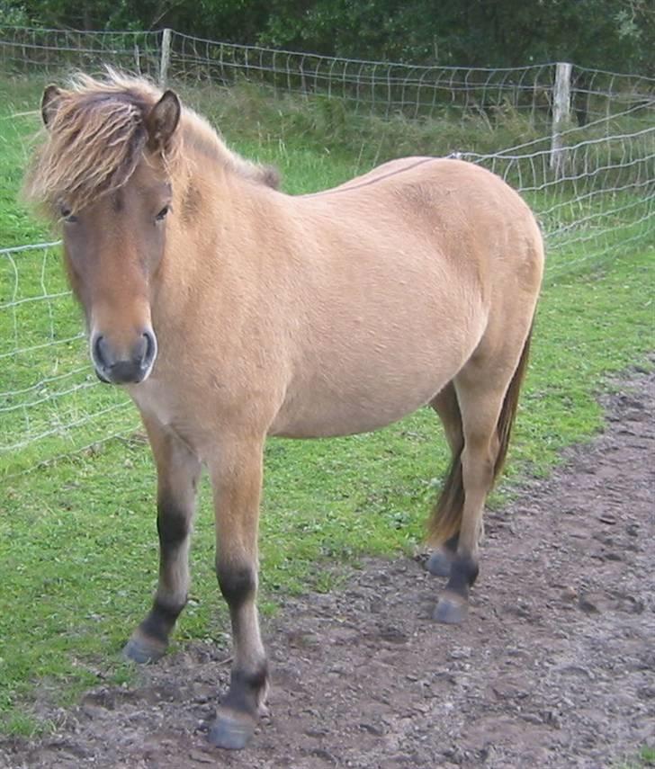 Islænder Visna - SOLGT - Visna som 1½ års billede 2