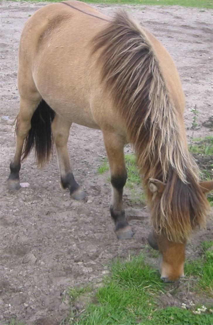 Islænder Visna - SOLGT - Se min flotte ål og tofarvede man billede 3