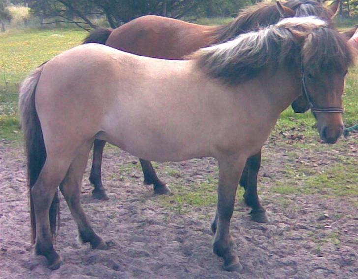 Islænder Visna - SOLGT billede 4