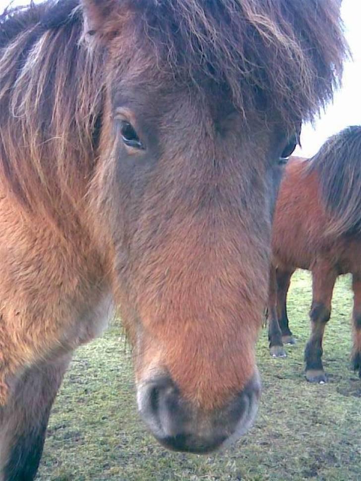 Islænder Visna - SOLGT billede 5
