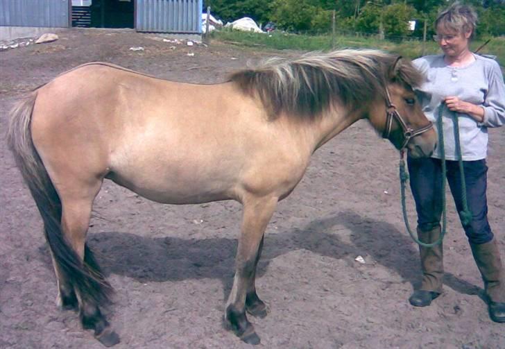 Islænder Visna - SOLGT billede 6