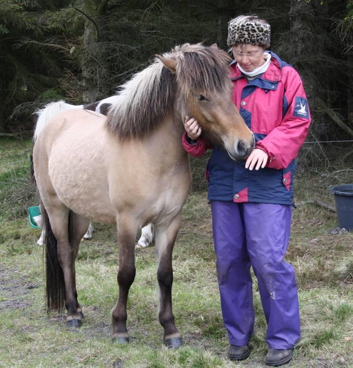 Islænder Visna - SOLGT - Visna på sommerfold 09 billede 7
