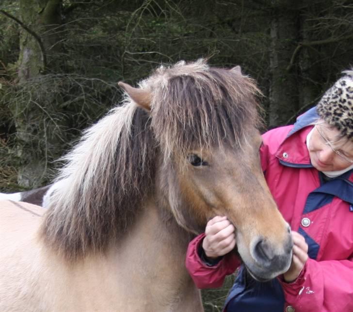Islænder Visna - SOLGT billede 8