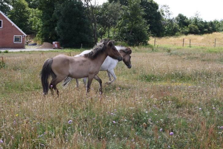 Islænder Visna - SOLGT - Efterår 09 - hjemme igen  billede 9
