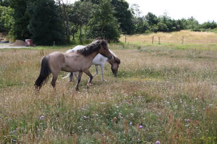Islænder Visna - SOLGT billede 10