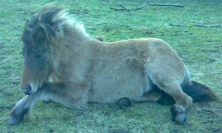 Islænder Visna - SOLGT - Her tager jeg lige en slapper på marken. billede 11