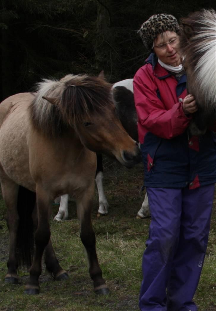 Islænder Visna - SOLGT - Hallo - det er altså mig, der skal nusses! billede 12