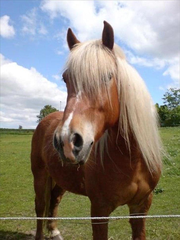 Haflinger Charlie billede 19