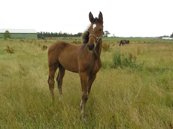 Dansk Varmblod Osagers Paridan (Ossi) - juli 2009 billede 3