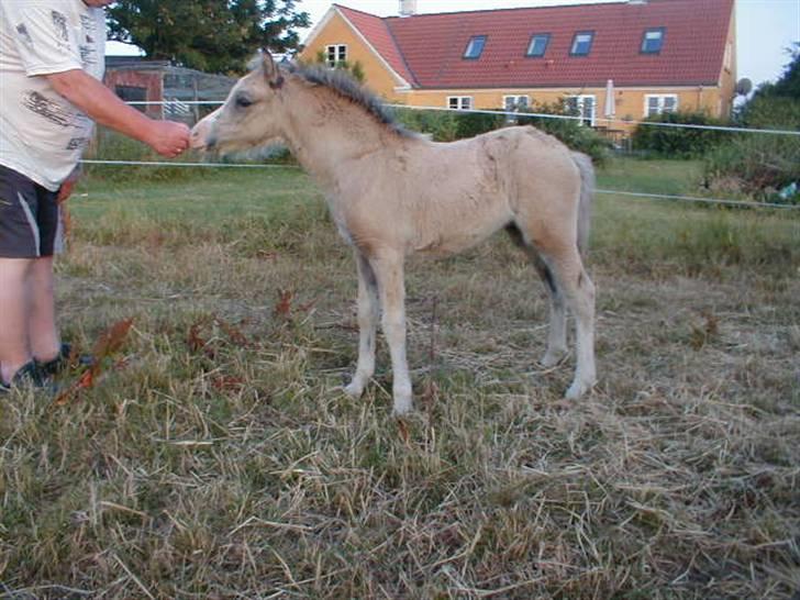 Welsh Mountain (sec A) Skuderups Starlight - starlight 2,5 md gammel billede 11