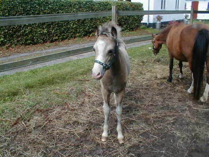 Welsh Mountain (sec A) Skuderups Starlight - Starlight den 2 sep 09 billede 12