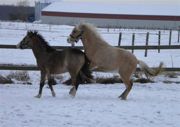 Welsh Mountain (sec A) Skuderups Starlight - Av min r.. stakkels Starlight, der kom lige Dior billede 13