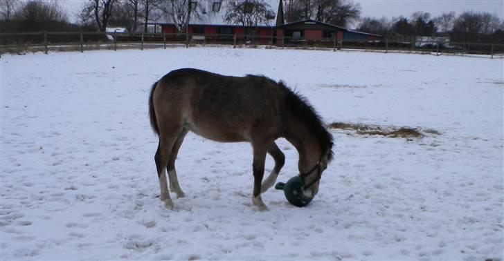 Welsh Mountain (sec A) Skuderups Starlight - den bold er altså ret sjov billede 14