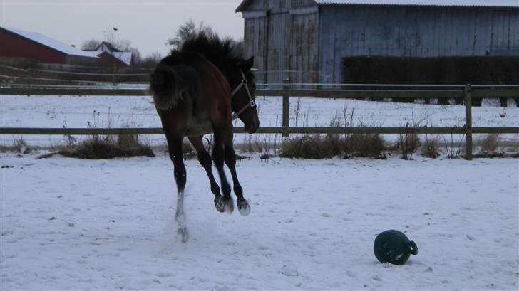 Traver Sweet Peace - Jeg VIDSTE heste kunne flyve!!!!!Januar 2010  billede 19